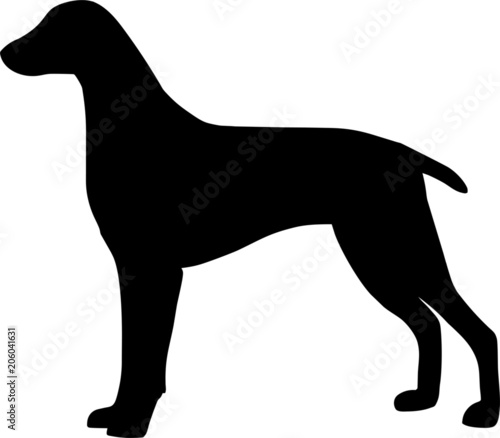 Weimaraner Dog
