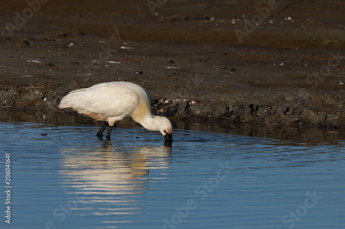 Eurasian or common spoonbill in nature Island Texel,Holland photo