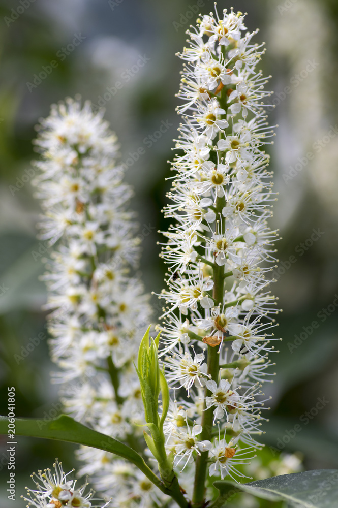 Prunus laurocerasus shrub in bloom with group of small white flowers