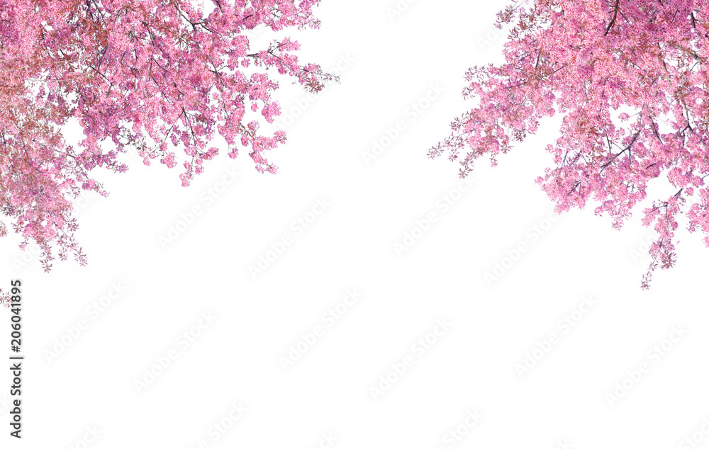Cherry blossom frame use as background Cherry blossom frame use as background