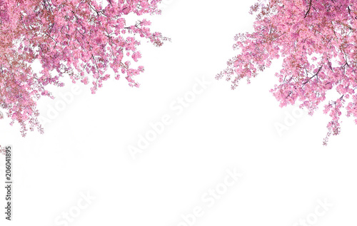 Fotótapéta Cherry blossom frame use as background