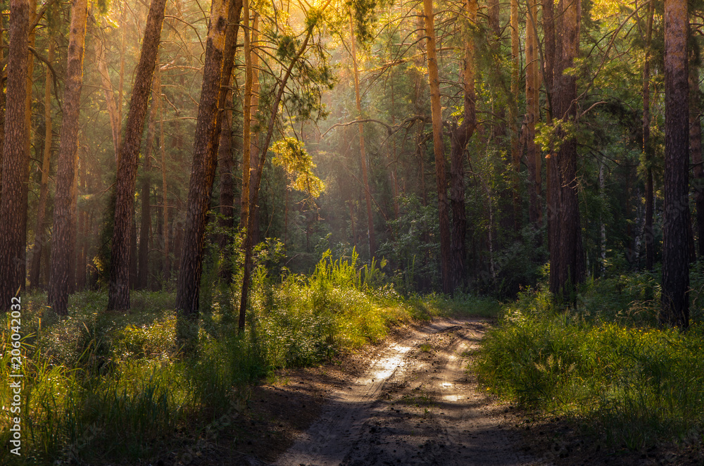Obraz premium Sun rays penetrating through the pine branches early in the morning in the forest
