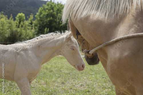 Cremello foal (or albino) and palomino mare