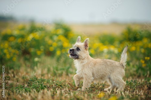 Leinwand Poster Cairn Terrier puppy dog standing in field with yellow spring flowers