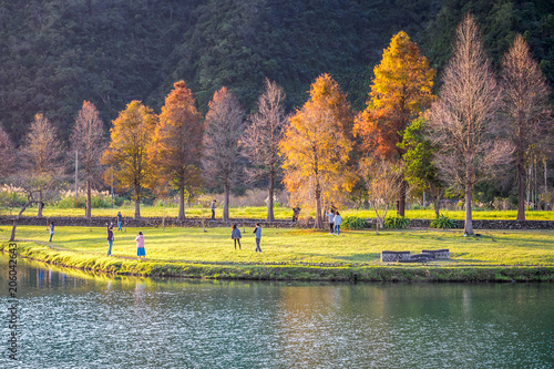 The bald cypress trees along Lipi Lake in Yilan, Taiwan. photo
