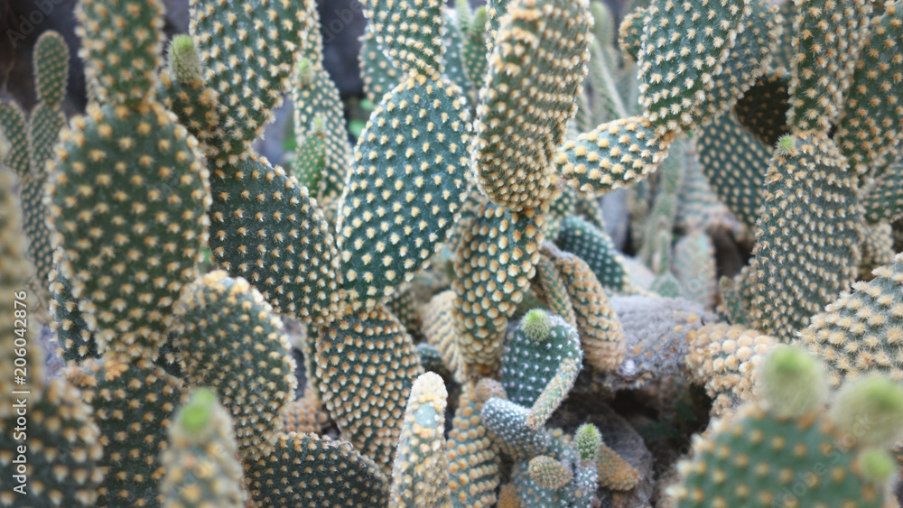 Cactus of the exotic garden nature. Green background or wallpaper Cactus of the exotic garden nature. Green background or wallpaper