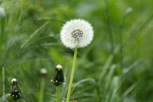 Fototapeta Naklejka Na Ścianę i Meble -  dandelion seed