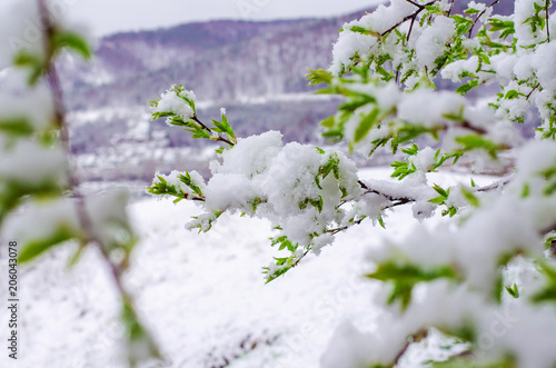 bird cherry tree branch with young leaves snow-covered. abnormal weather in the spring