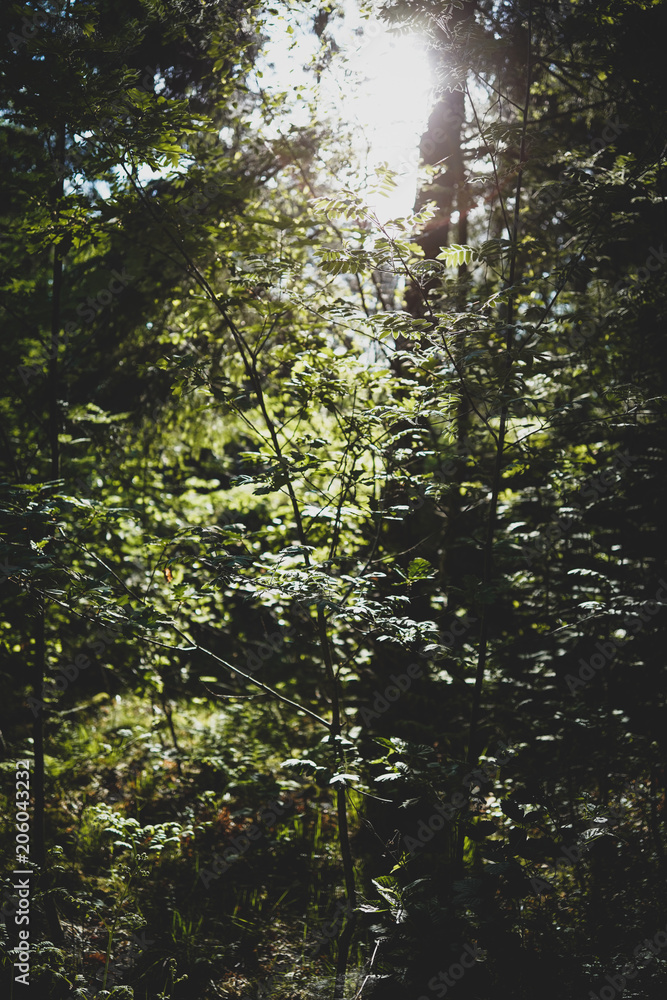 Fototapeta premium Trees