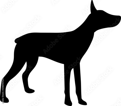 Miniature Pinscher Dog