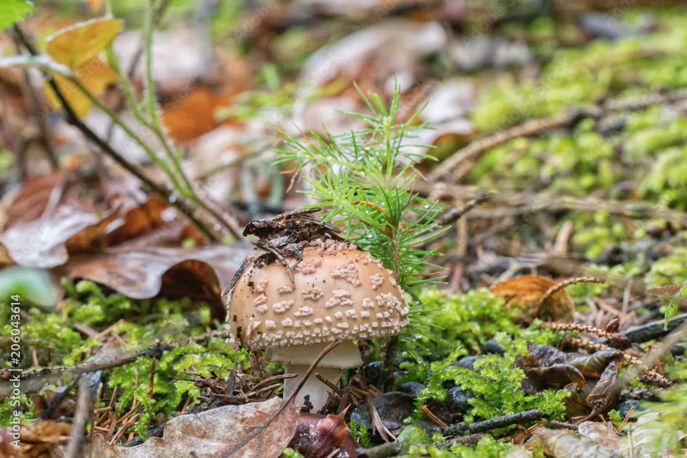 European blusher (Amanita rubescens) in a forest European blusher (Amanita rubescens) in a forest