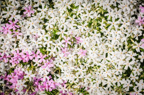 Phlox subulata. Creeping phlox, moss phlox, moss pink, or mountain phlox flowers background. Many small white and pink flowers for background, top view. photo