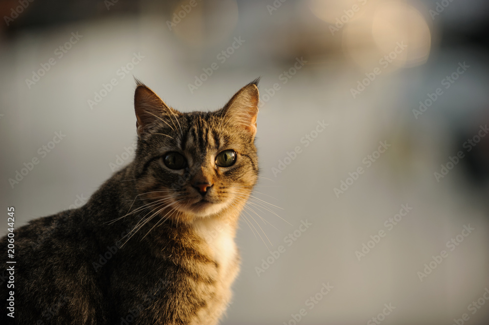 Portrait of Domestic shorthair tabby cat against water