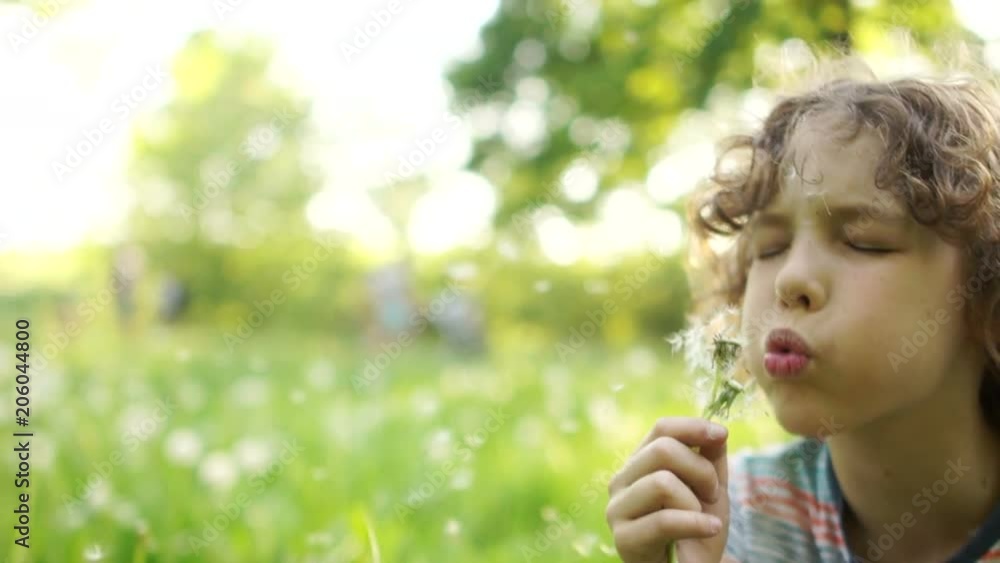 Dynamic video. A boy is blowing on a dandelion. Flower seeds scatter in the wind. Summer vacation. Family holiday. Children Day Dynamic video. A boy is blowing on a dandelion. Flower seeds scatter in the wind. Summer vacation. Family holiday. Children Day