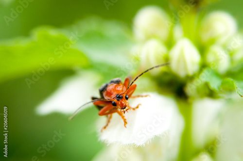 Macro shot of little beauty beetle on white flower and green leaves