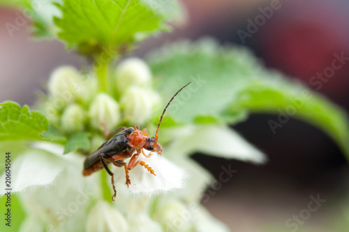 Macro shot of little beauty beetle on white flower and green leaves
