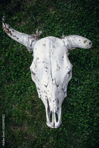 Cow scull on green grass  head bone of dead animal  top view  close up