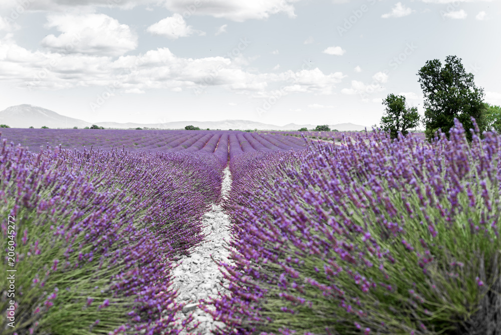 Obraz premium lavande violette - provence - France