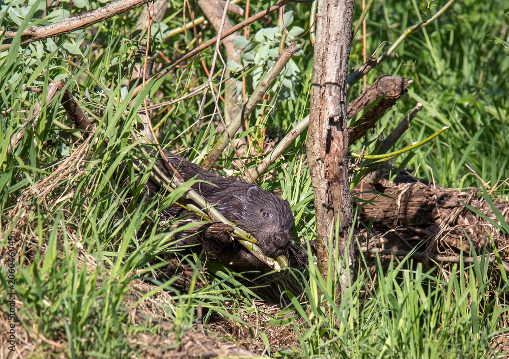 Beaver on the river Beaver on the river