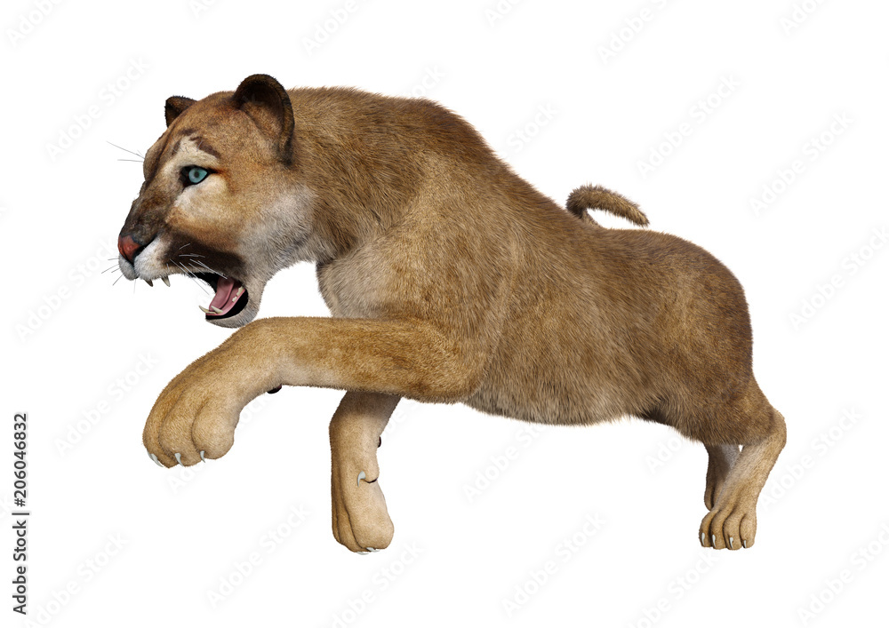 Illustrazione Stock 3D Rendering Big Cat Puma on White | Adobe Stock