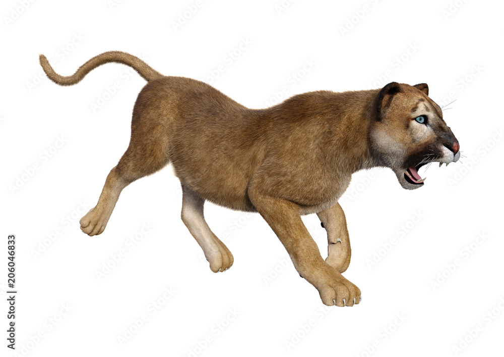 3d puma hotsell
