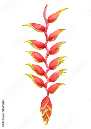 Watercolor beautiful heliconia flower. Hand drawn illustration isolated on white background.  photo