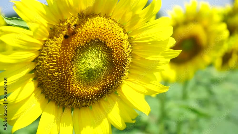 Sunflower field landscape
Sunflower field landscape