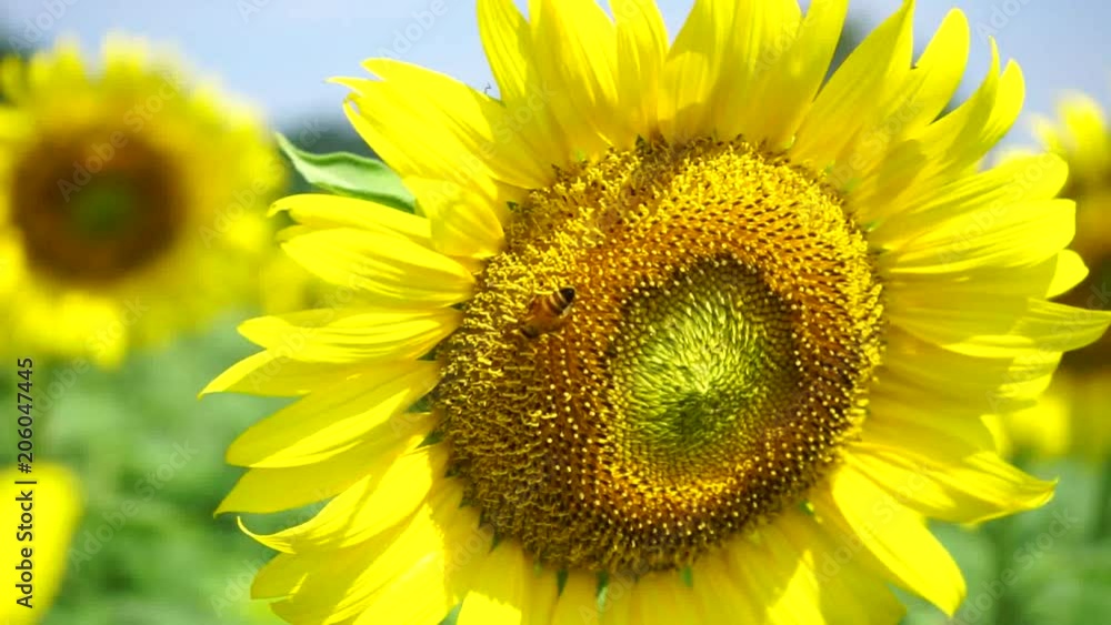 Sunflower field landscape
Sunflower field landscape
