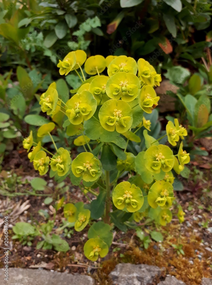 A Green and Yellow Wood Spurge Flower A Green and Yellow Wood Spurge Flower