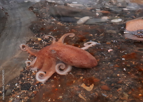 Curled Octopus in a Rock Pool, Wicklow, Ireland