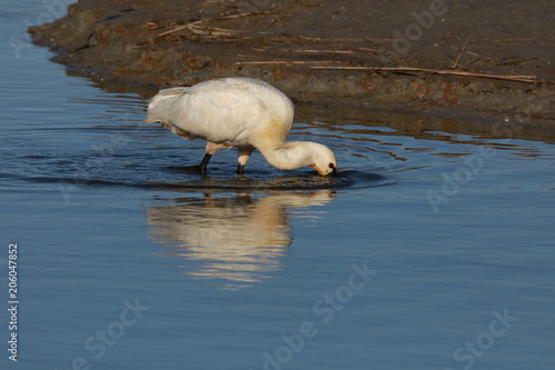 Eurasian or common spoonbill in nature Island Texel,Holland photo