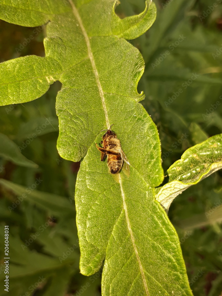 Bug Resting on Big Green Artichoke Leaf Bug Resting on Big Green Artichoke Leaf