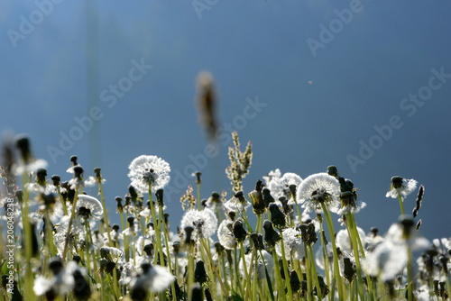 Fototapeta Naklejka Na Ścianę i Meble -  mood, beautiful dandilion in the morning sun
