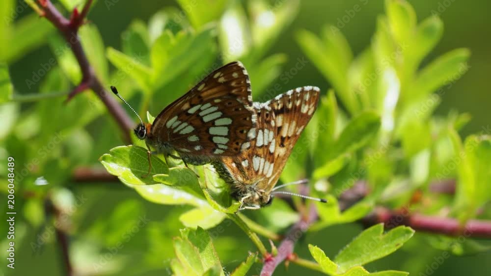 The Duke of Burgundy butterfly ( Hamearis lucina ) mating The Duke of Burgundy butterfly ( Hamearis lucina ) mating