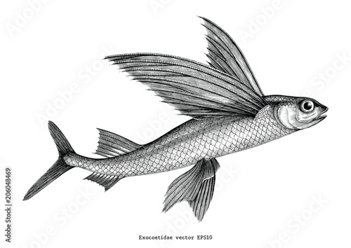 Valokuvatapetti Exocoetidae or Flying fish hand drawing vintage engraving illustration