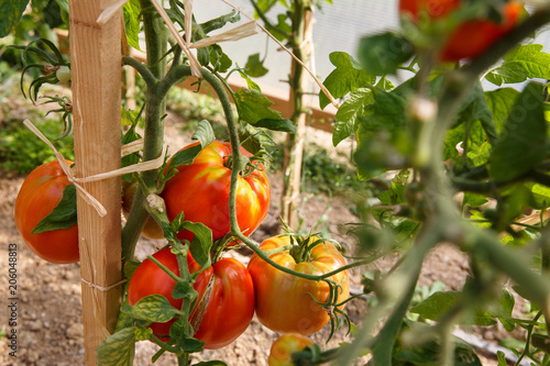 Fresh tomatoes ripening in the greenhouse