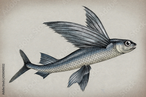 Foto Exocoetidae or Flying fish hand drawing vintage engraving illustration