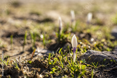 Fototapeta Naklejka Na Ścianę i Meble -  Crocus bud in the back light of the setting sun, on a spring evening. Close-up.