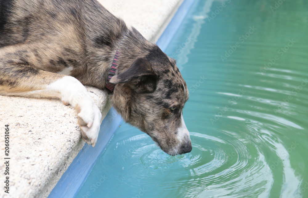 what happens if a dog drinks pool water