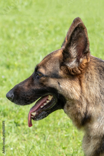 German Shepherd Dog photo