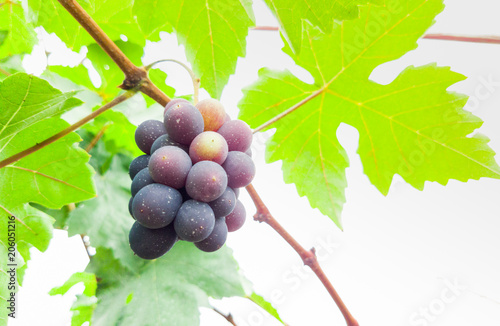 Large bunches of red wine grapes hang from an old vine photo