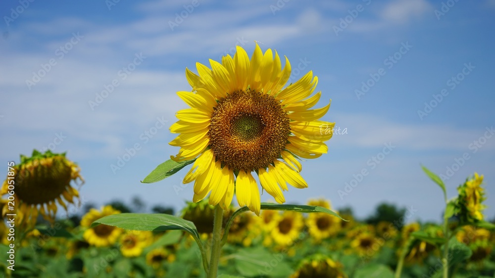 A flower of a sunflower blossoms on a field .
A flower of a sunflower blossoms on a field .
