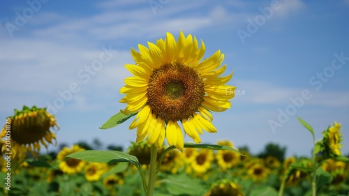 A flower of a sunflower blossoms on a field .  