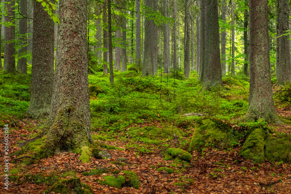 Natural green forest of Spruce Trees in Sumava, Czech Republic Natural green forest of Spruce Trees in Sumava, Czech Republic