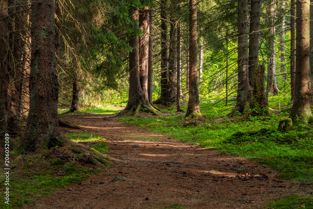 Fototapeta premium Walkway Lane Path in Natural Forest of Spruce Trees in Sumava, Czech Republic