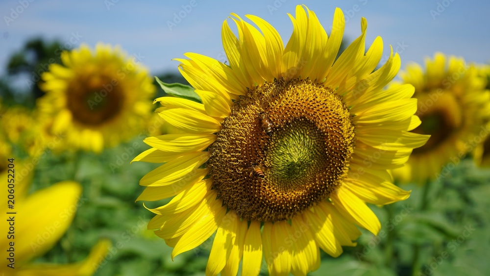 Fototapeta premium sunflower in the field