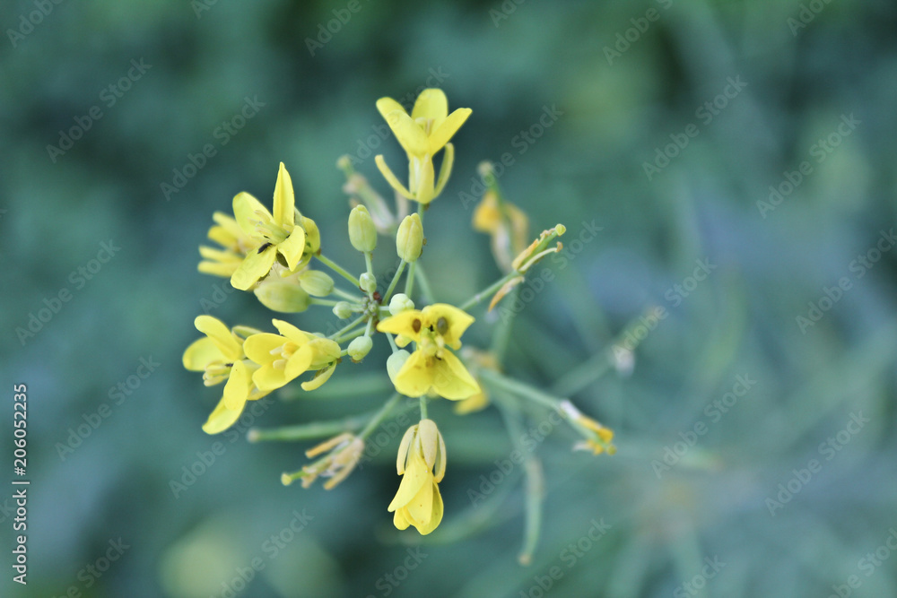 Fiori Fiori