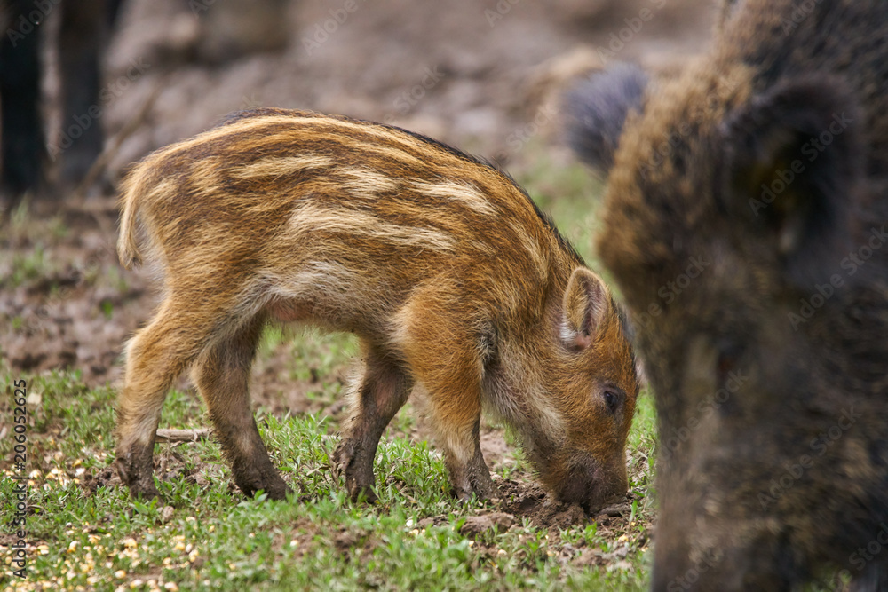 Wild hogs rooting for food Wild hogs rooting for food