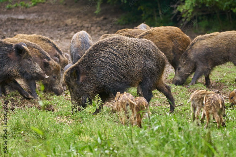 Wild hogs rooting for food Wild hogs rooting for food