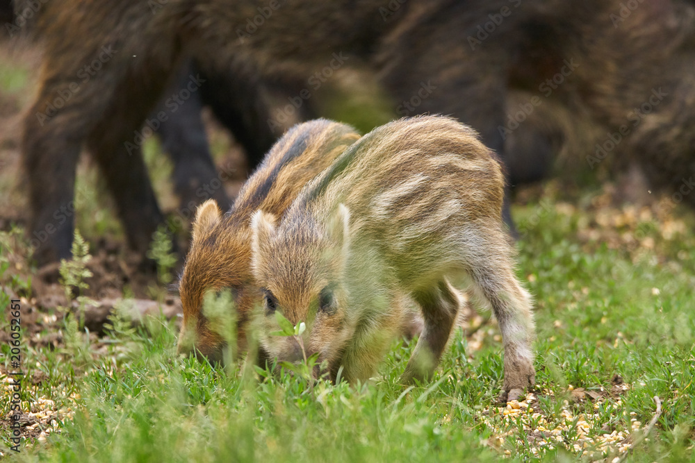 Wild hogs rooting for food Wild hogs rooting for food